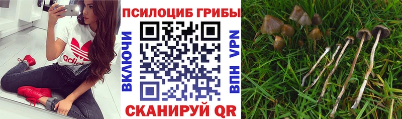где продают   Заинск  кракен ТОР  Галлюциногенные грибы мухоморы 